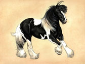 Gypsy Vanner, Equine Art - Valentino - Gypsy Vanner Stallion